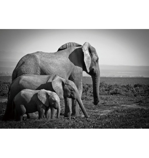 QUADRO FOTO IMPRESSAO CRISTAL 120*080 - 48413