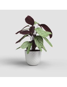 VASO HAVANA TROPICAL 30CM... 2