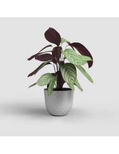 VASO HAVANA TROPICAL 30CM... 2