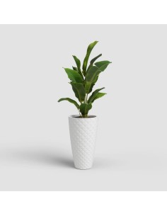 VASO HAVANA TROPICAL ALTO... 2