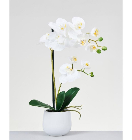 VASO COM ORQUIDIA PHALAENOPSIS REAL...