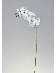 ORQUIDIA PHALAENOPSIS REAL...