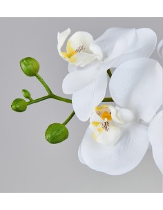 ORQUIDIA PHALAENOPSIS REAL... 2