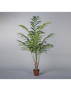 PLANTA KENTYA 196*90 (DIAM)...