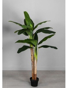 PLANTA PLATANERA 170 CM -...