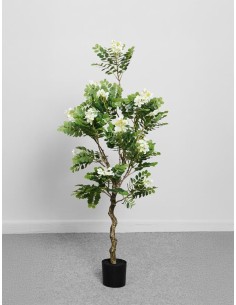 PLANTA ARBOL SOPHORA 125 CM...