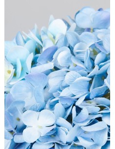 PLANTA HORTENSIA CELESTE 78... 2