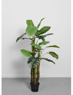 PLANTA ARBOL TARO 150 CM -...
