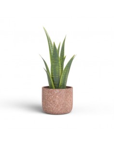 VASO CASSIO 29CM MA... 2